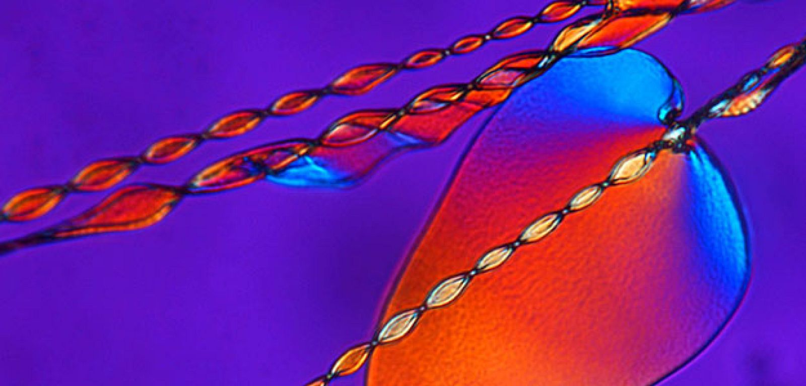 Bioformos de sílice