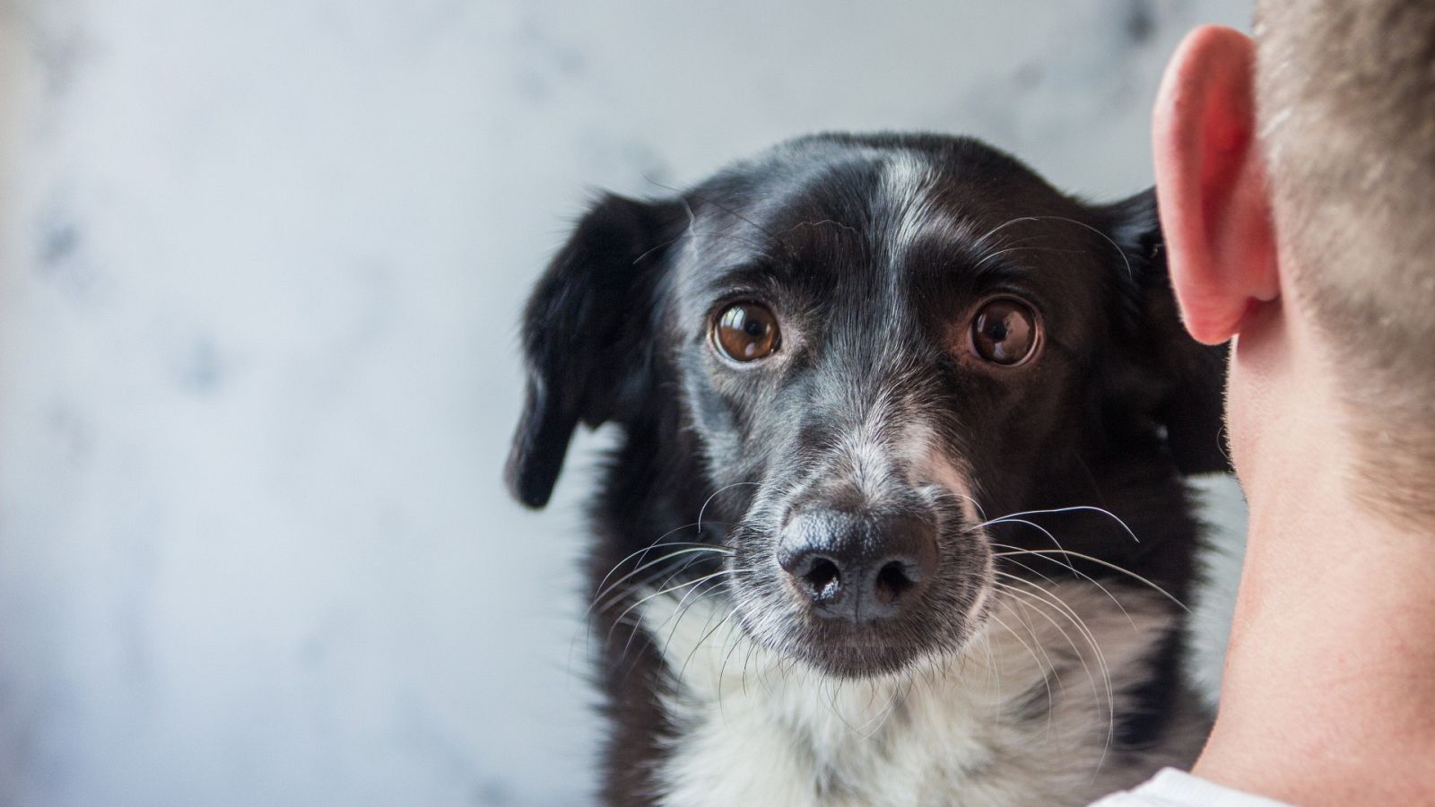 Juicios por la custodia de un animal
