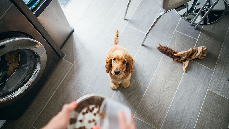 Alimentos con los que podr�as envenenar a tu perro