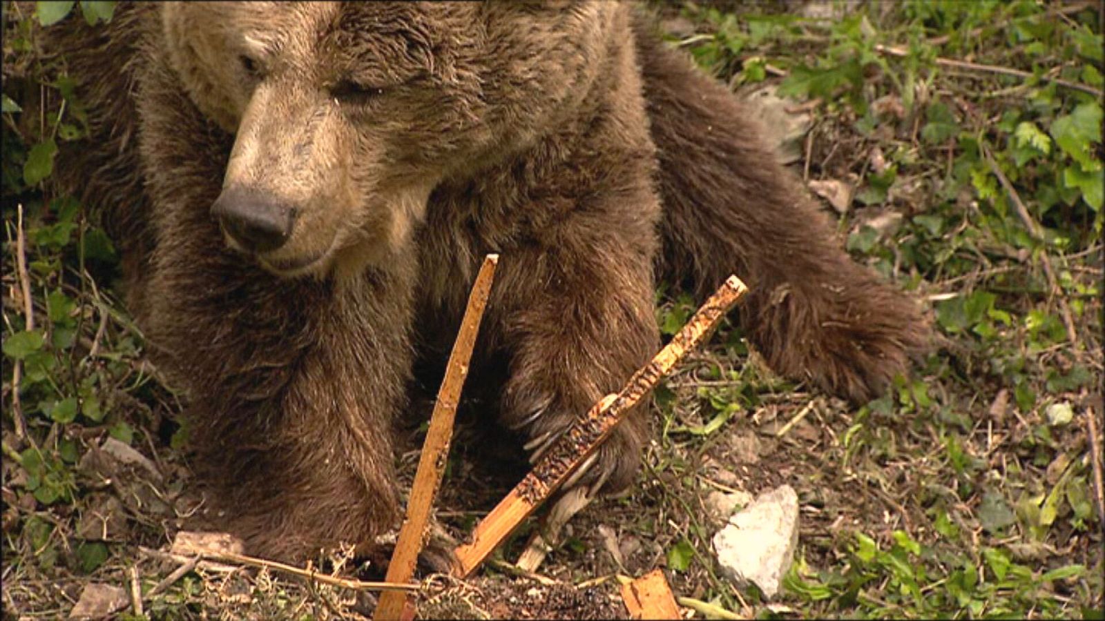 En busca de especies salvajes, nueva forma de turismo