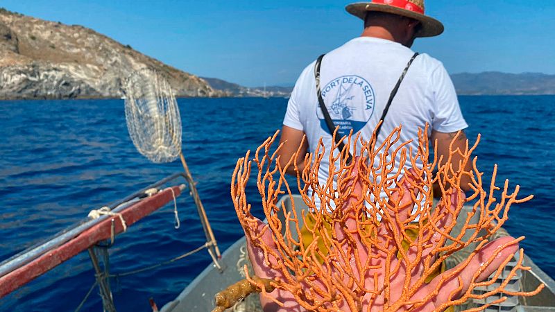 Distintas especies de coral recuperan sus colonias en el Mediterr�neo