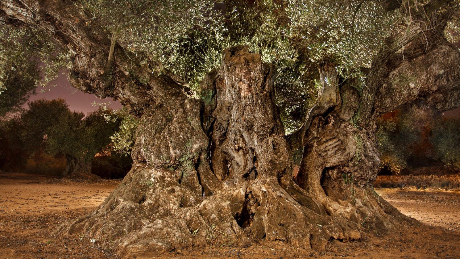 Olivera Milenaria Sinfo