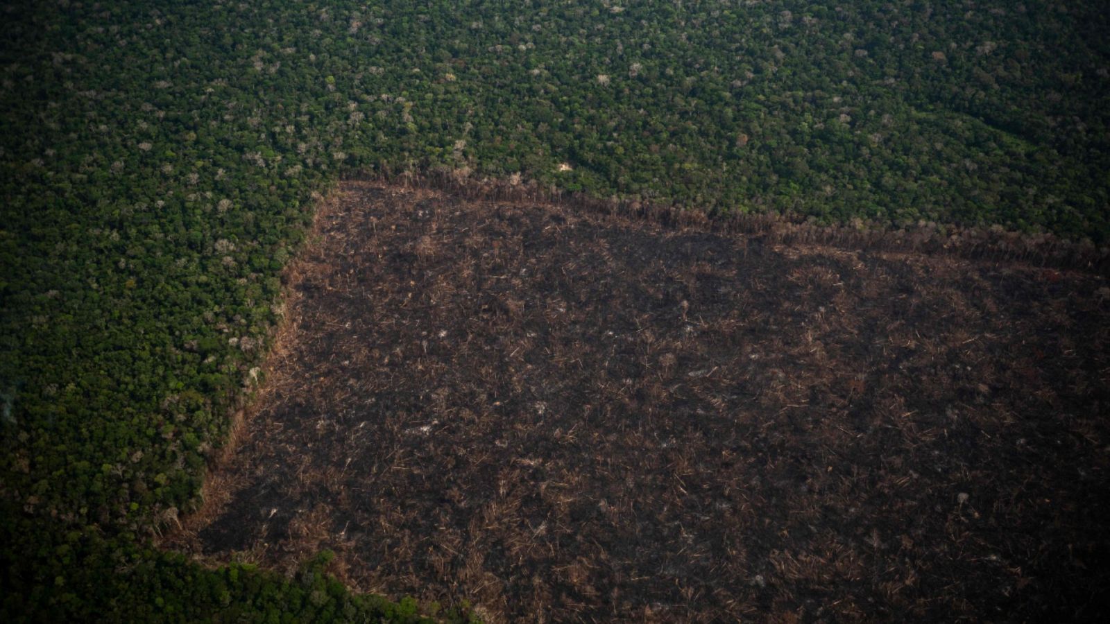 La Amazonía brasileña registra la mayor deforestación de los últimos 15 años