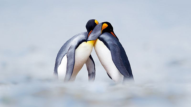 Detectan altos niveles de mercurio en los pingüinos de la Antártida