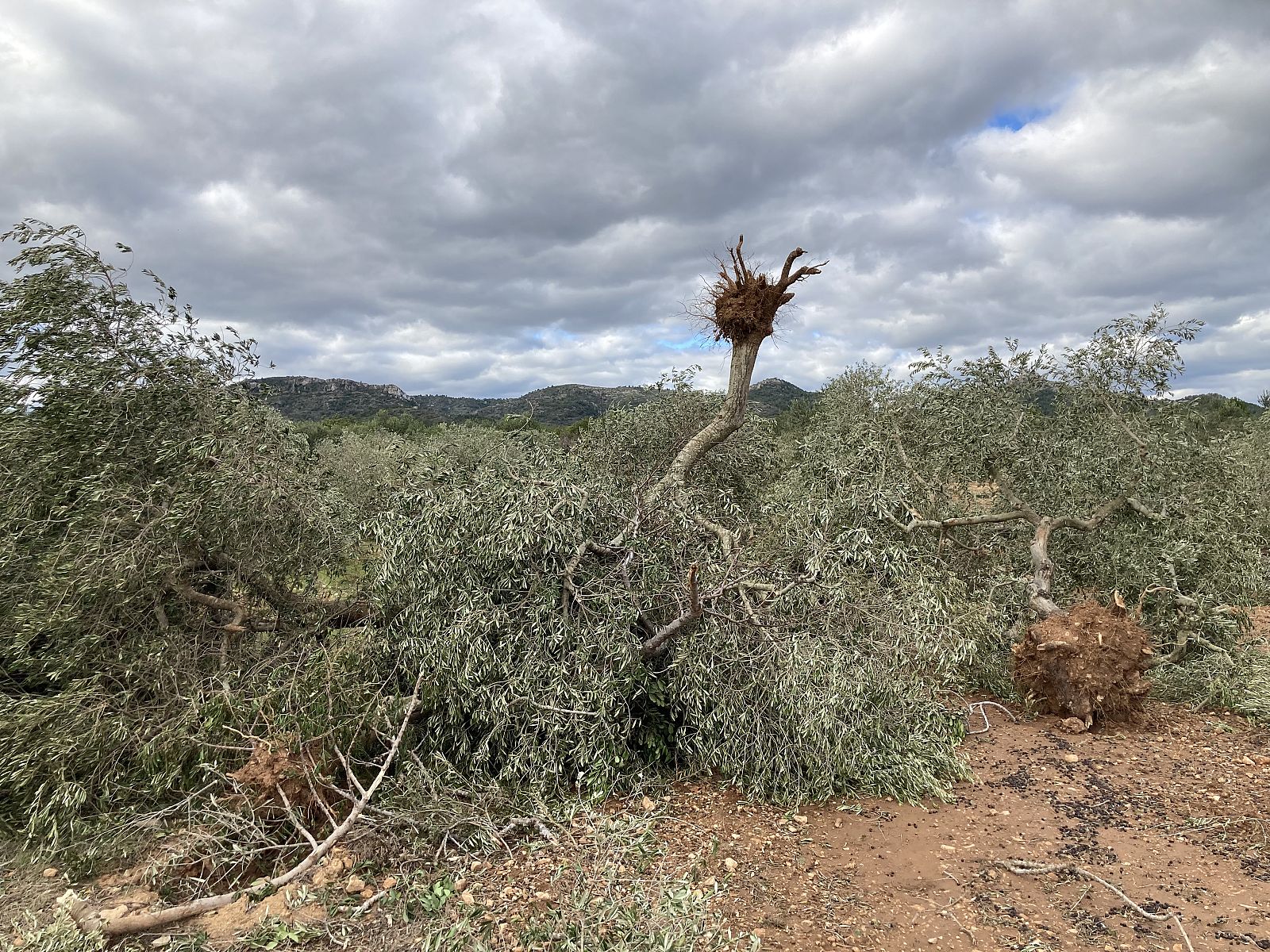 Diverses oliveres arrancades de soca-rel pel tornado de l¿Ametlla de Mar que es va desplaçar des de les Roques Daurades fins a les Planes (Font: Meteocat)