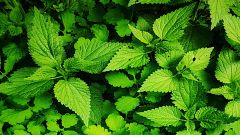 Collejas, pamplinas y otras plantas silvestres de cuchara y pote