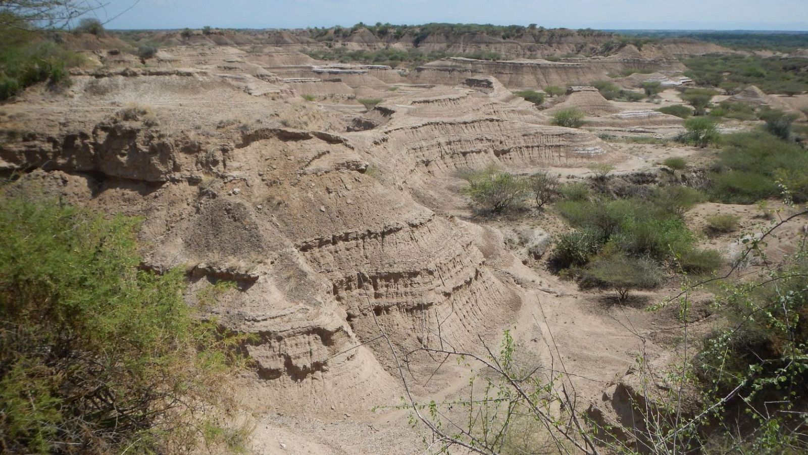 ctv-9vr-homo-sapiens