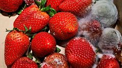 Moho en alimentos: por qué no vale con quitar lo "feo"