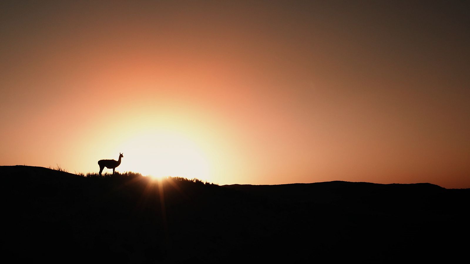 Guanac durant la posta del sol