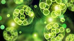 Científicos del CSIC descubren un nuevo mecanismo para retirar el CO2 atmosférico con microalgas