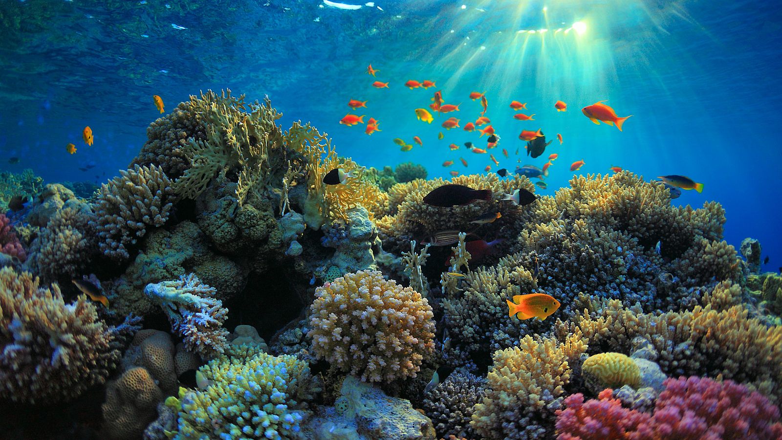 EBP pretende secuenciar el genoma de casi dos millones de especies de plantas, animales y hongos.