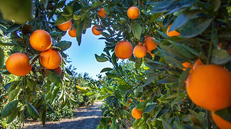 Regalan sus naranjas para evidenciar la crisis del sector