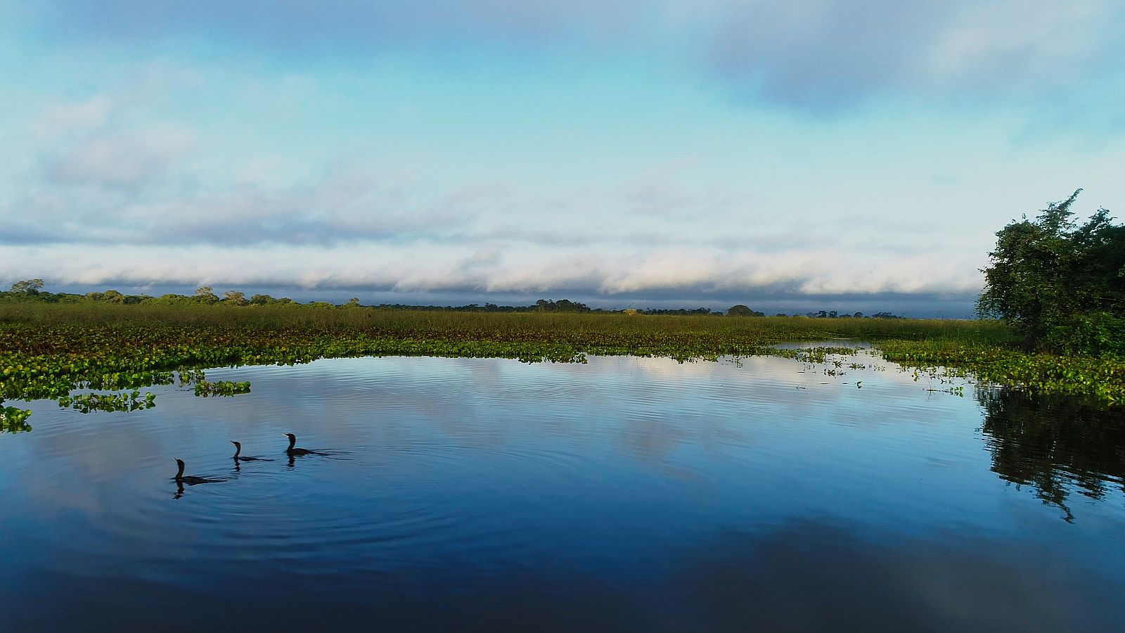 'El Pantanal i el Cerrado' a 'Wild Latam'