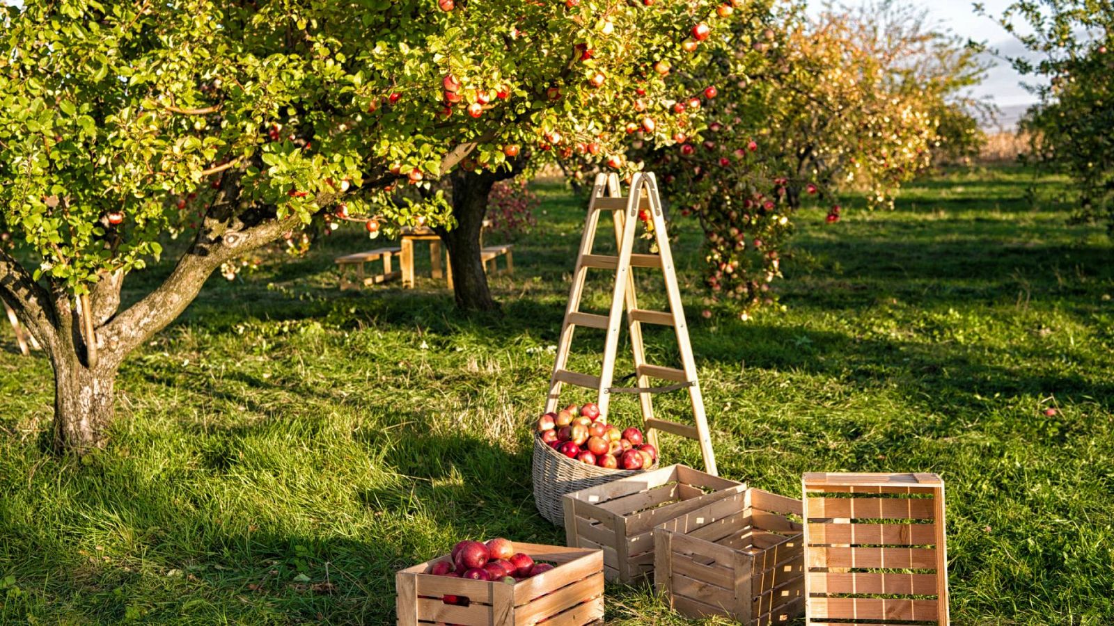 Tutorial para plantar un árbol frutal