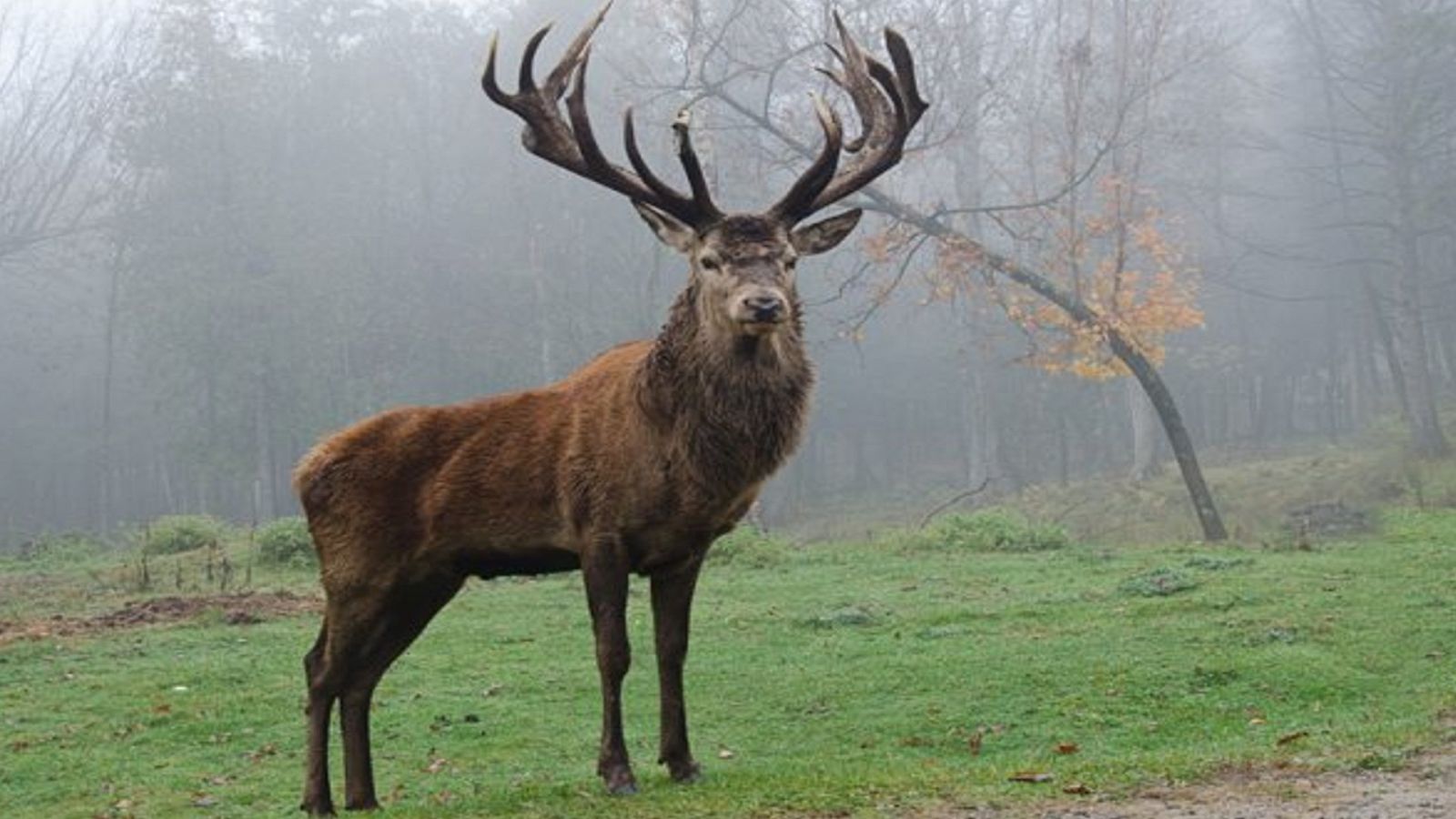 El cèrvol de Berberia és l'únic de tot Àfrica