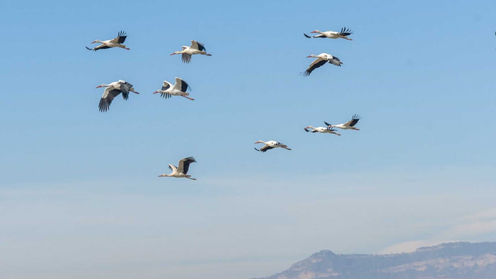Cigonyes sobrevolant les Masies de Roda | Imatge de Carme Molist