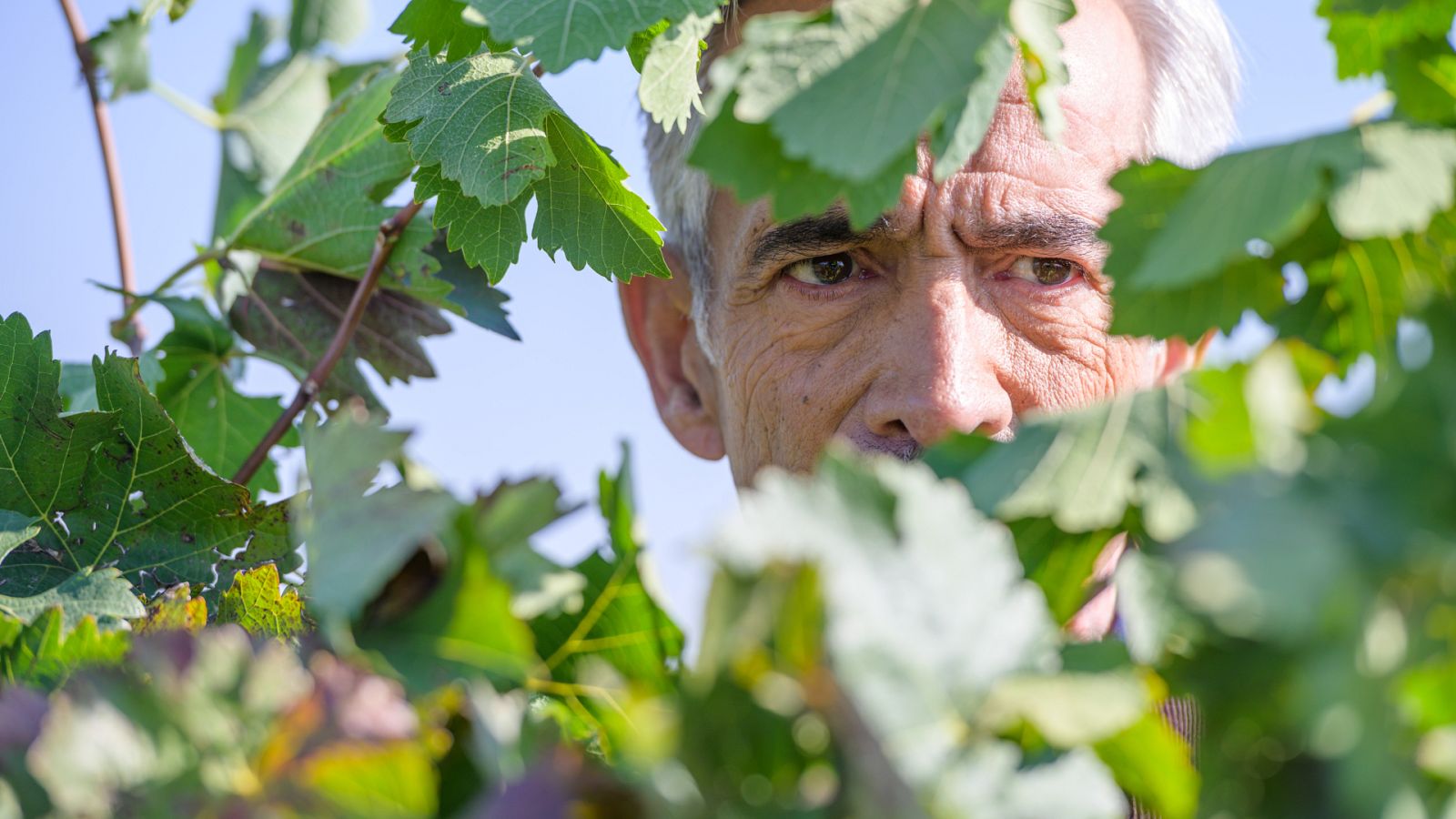 Antonio Alcántara habla con su yo del pasado entre sus viñedos