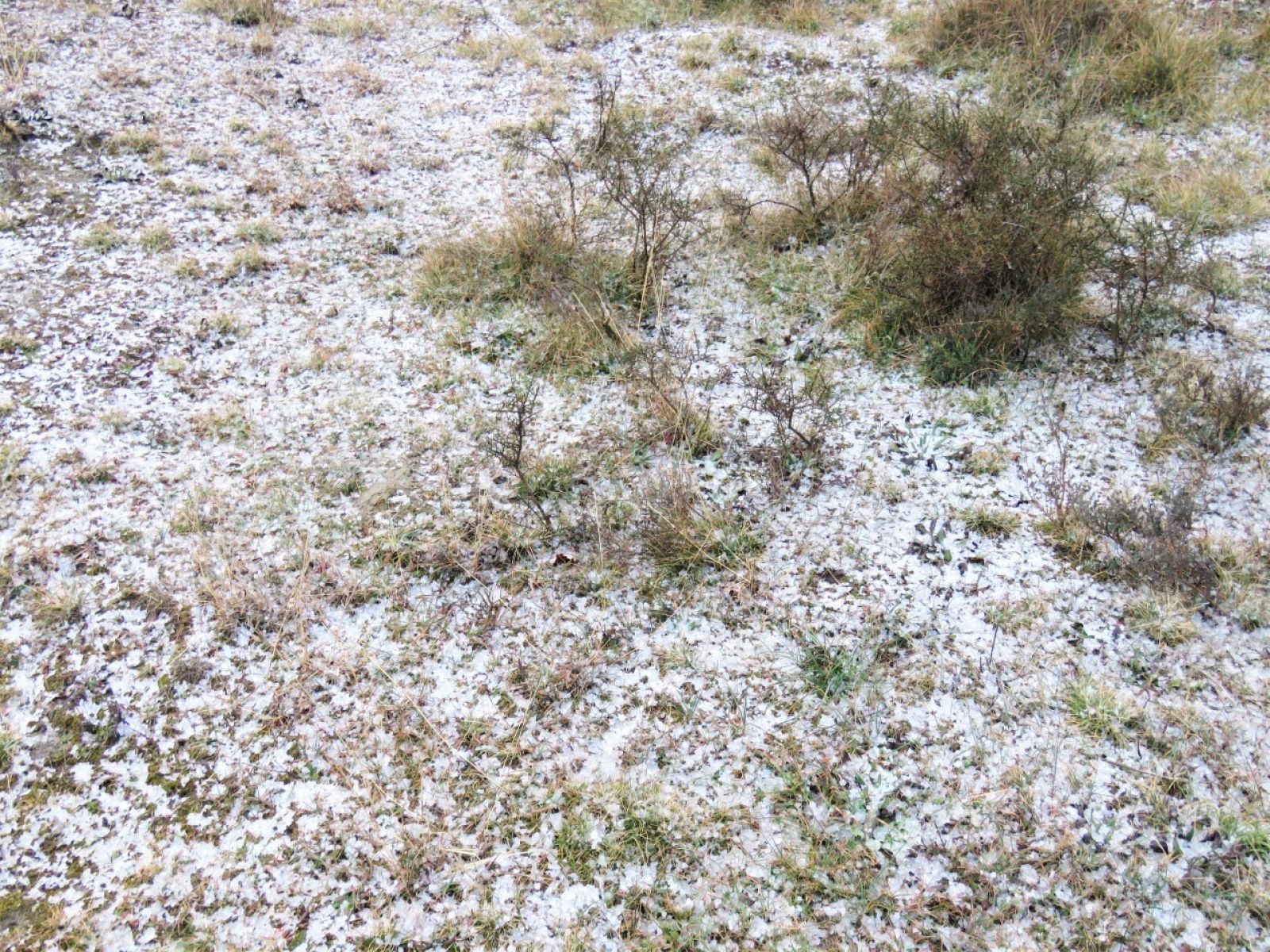 Calamarsada a Torelló, Josep Soldevila