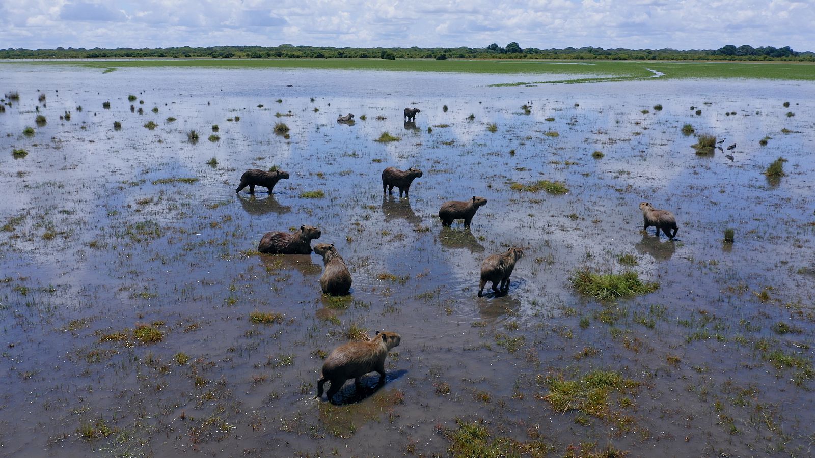 Capibares a una bassa