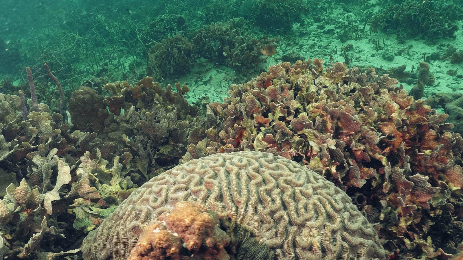 El fons del Mar Carib