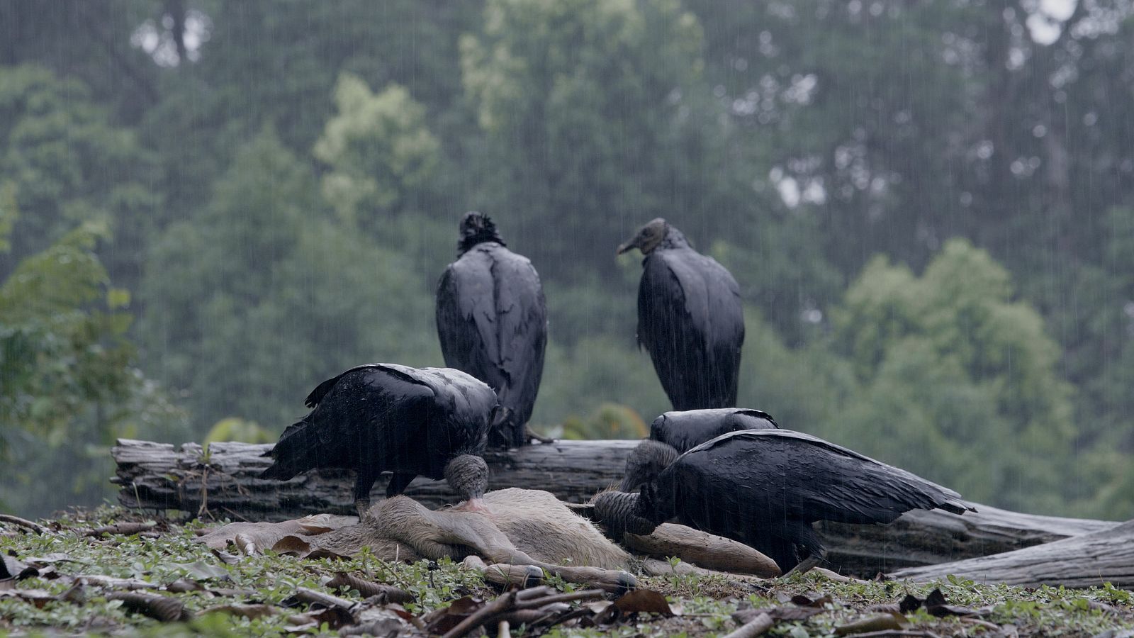 Ocells carronyers a Wild Latam