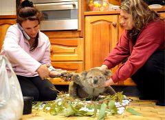 Veterinarios australianos luchan por salvar la vida a cientos de animales afectados por los incendios