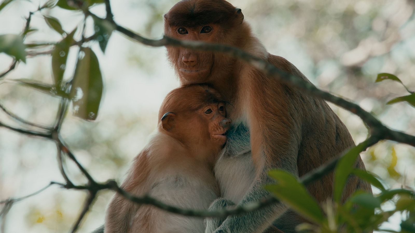 Un nassut alleta la seva cria