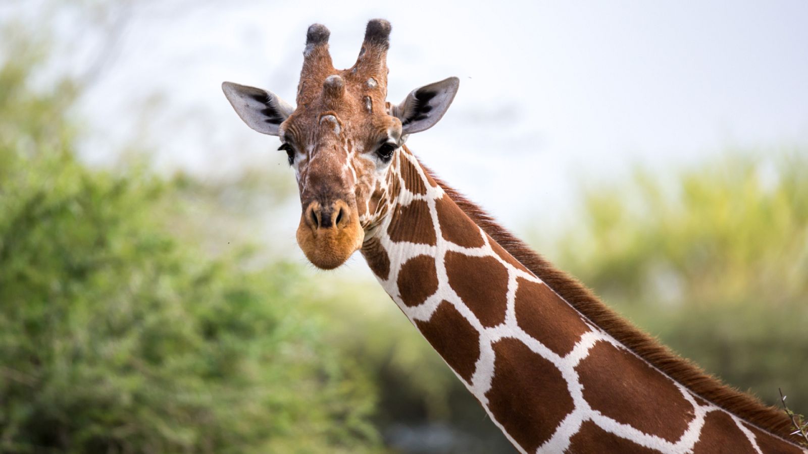 Cómo mimar a las jirafas: bienestar y estimulación a través de las comidas