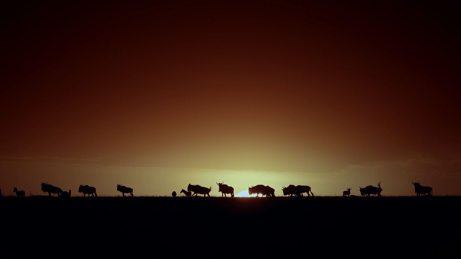 Silueta de nyus a la posta de sol al Serengueti