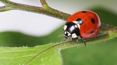 ¿Sabías que las mariquitas hacen la metamorfosis?