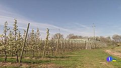 Les fortes gelades destrossen les collites dels fruits de pinyol