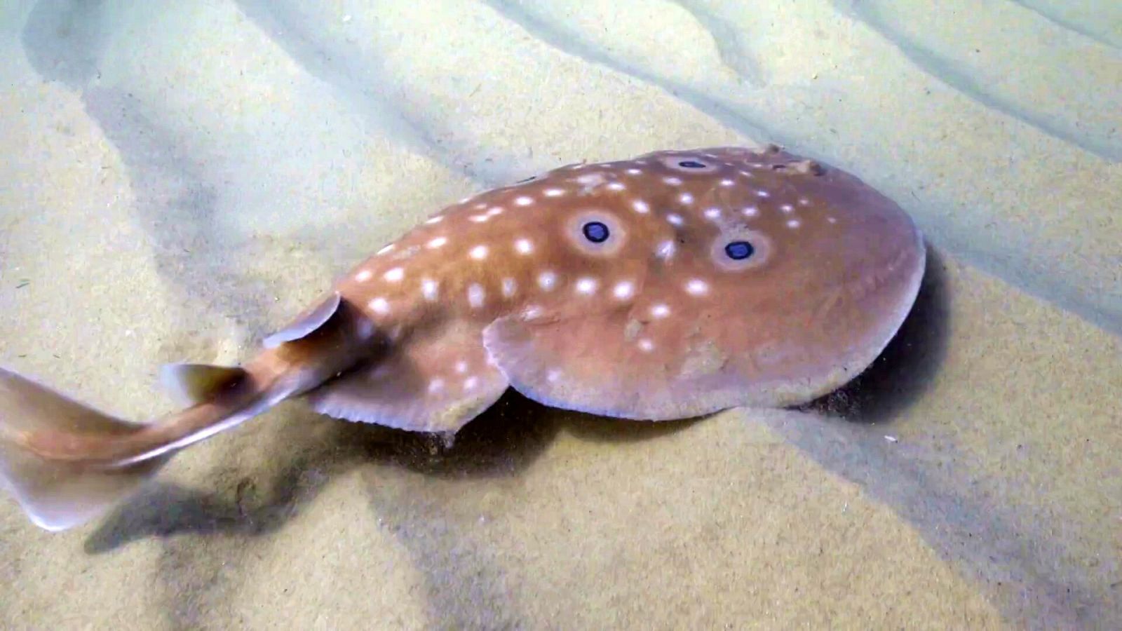 ¿Qué animal utiliza descargas eléctricas para defenderse?