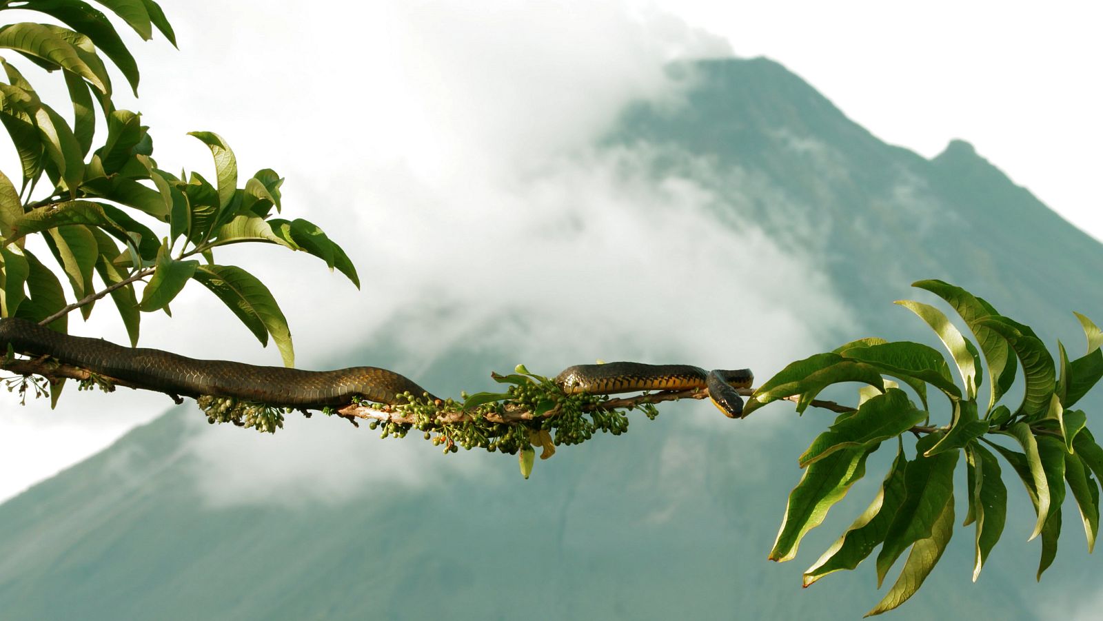 Les serps són grans depredadores