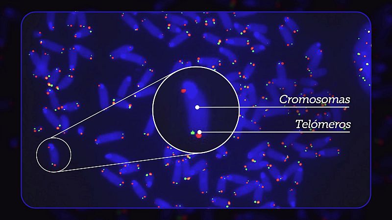 Vivir "200 o 300 a�os" podr�a "dejar de ser algo de ciencia ficci�n" gracias a la telomerasa