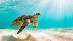 ¿Por qué Hawái es el paraíso de la biodiversidad?