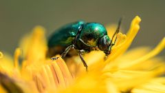 'El escarabajo verde', el programa de ecología más longevo de la televisión