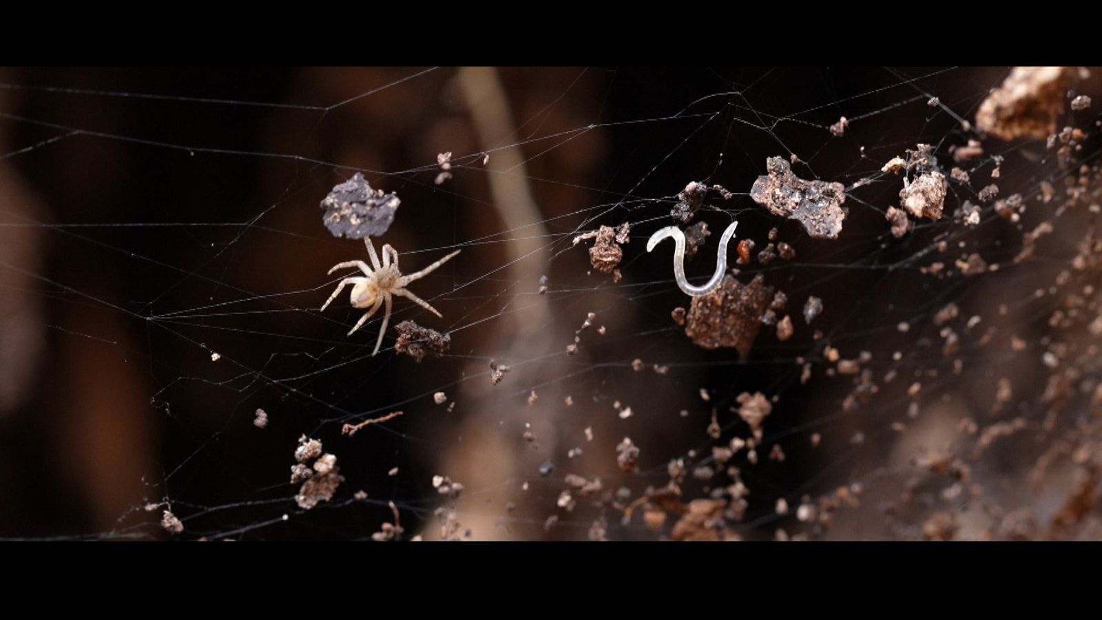 'En Portada'  estrena 'Ladrones de mentes'