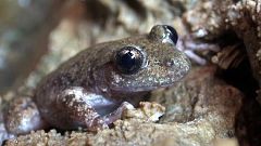 El ferreret, una especie endémica de Baleares