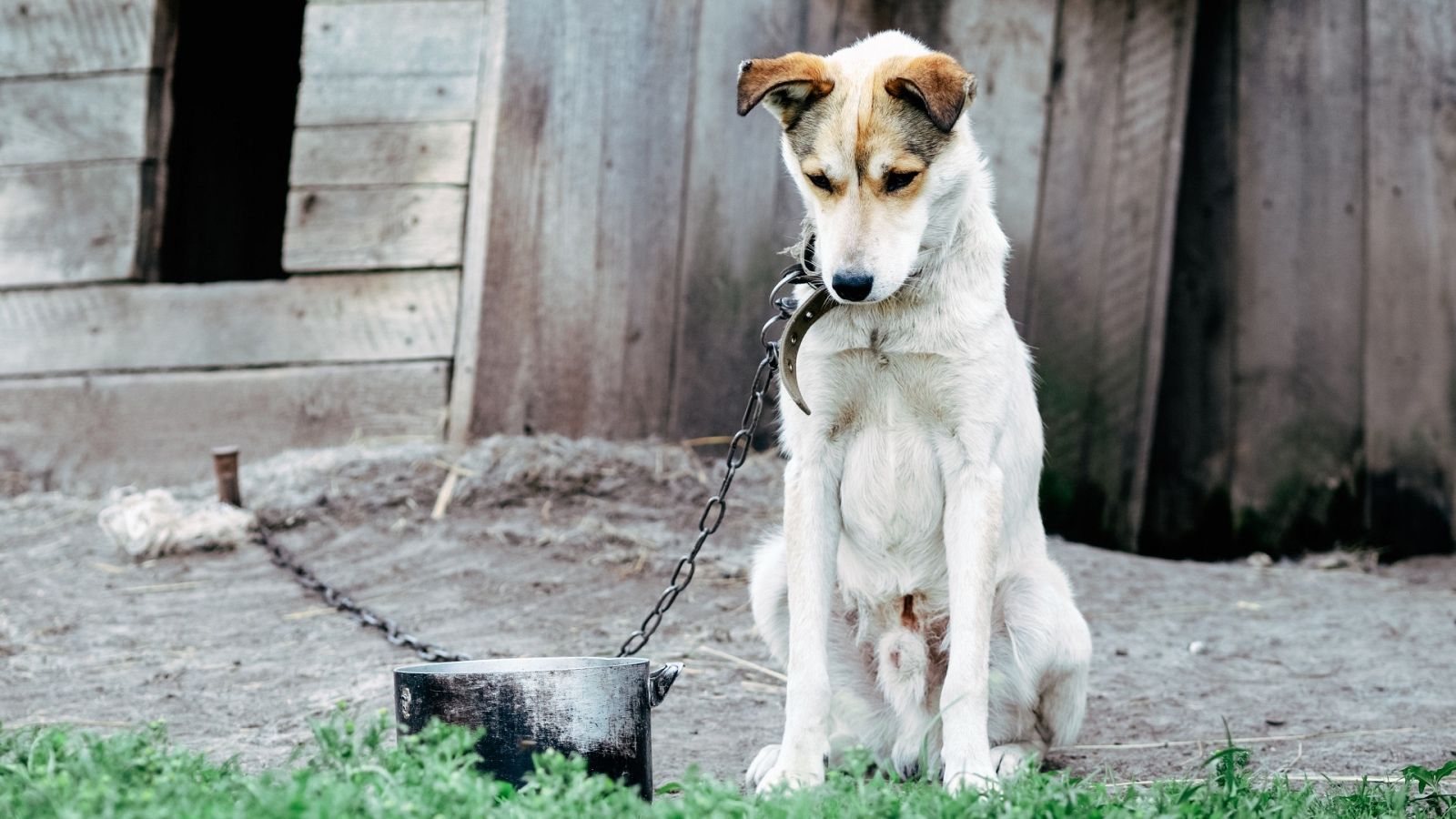 Un perro permanece atado y sin comida en un patio