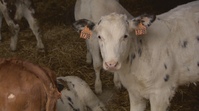 El alto precio de los piensos y de la electricidad aboca al cierre de las ganaderías familiares