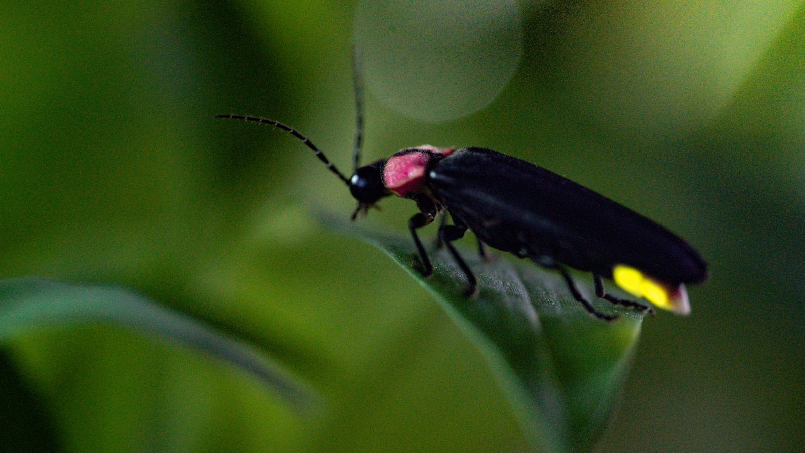 ¿De dónde proviene la mágica luz de las luciérnagas?
