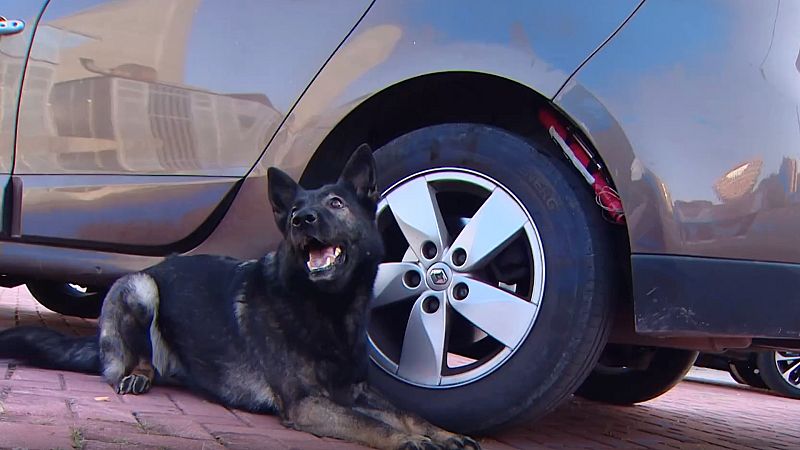 La evolución del uso militar de animales en guerras