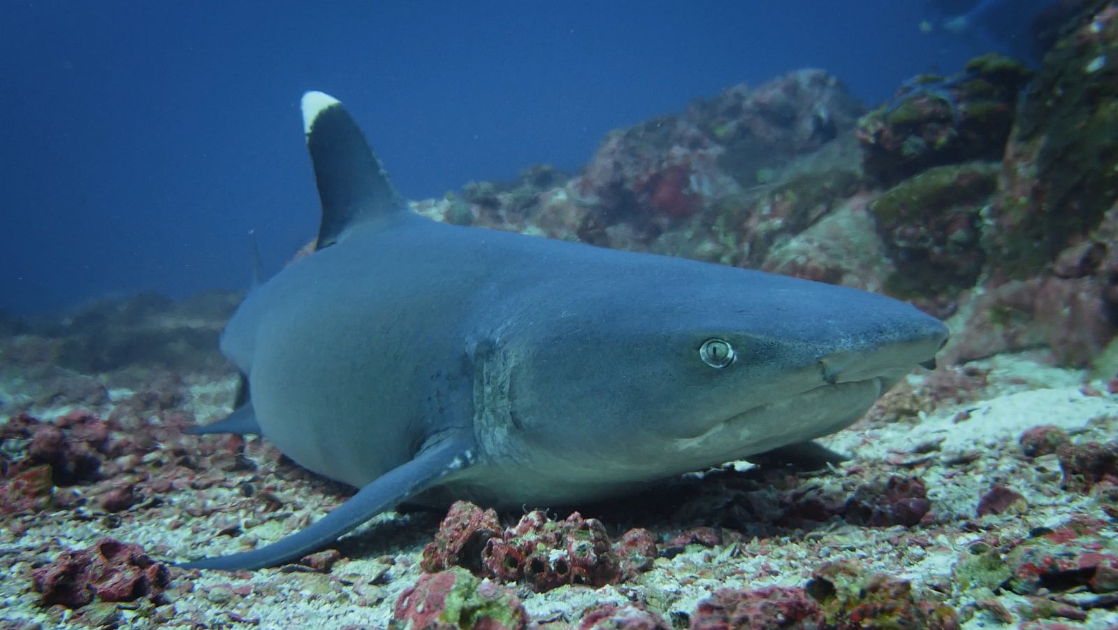 Tauró de puntes blanques