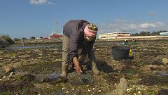 Importante reducción de capturas nos últimos anos na ría de Arousa