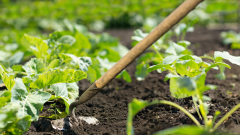 ¿Cómo empezamos a preparar una huerta en nuestro balcón o terraza? Consejos para principiantes de la horticultora