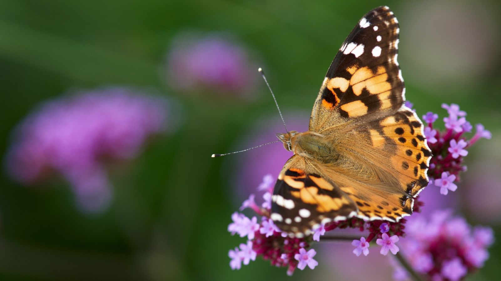 La mariposa capaz de volar 4000 kilómetros de distancia