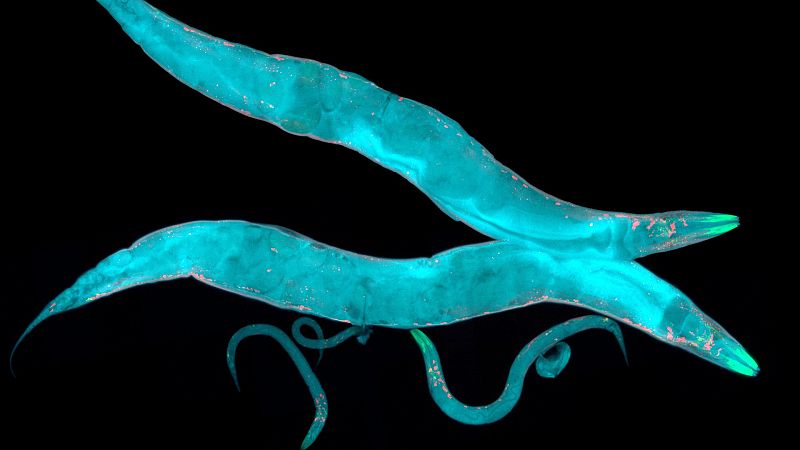 Los invertebrados tambi�n duermen: �Duermen las abejas, las ara�as o los gusanos?