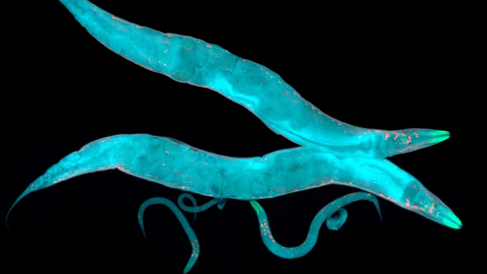 ¿Cómo duerme un gusano?