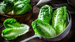 Cultivar lechugas en casa: fácil y delicioso