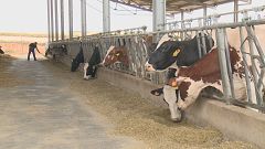 Agricultores e gandeiros crean plataformas para vender por internet, reducindo intermediarios